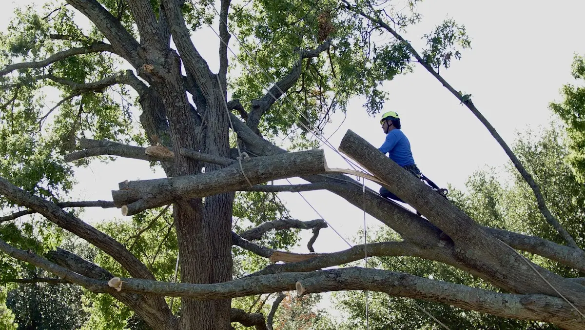 Professional Hazardous Tree Removal performed by certified arborists in Buxton