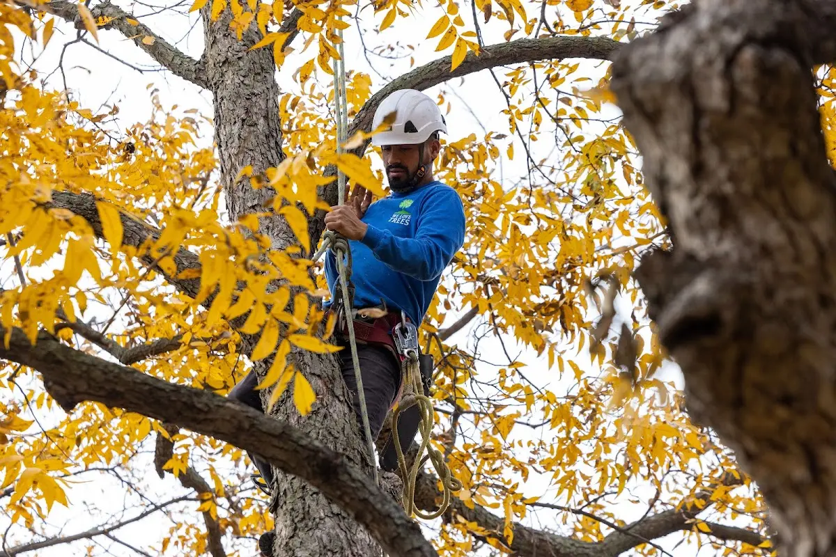 Skilled Tree Trimming crew working in Buxton