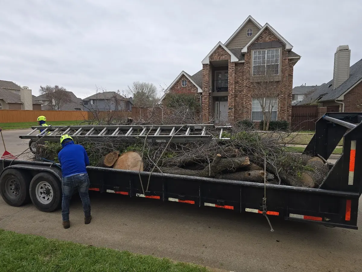 Expert Tree Pest Control with proper safety equipment in Buxton